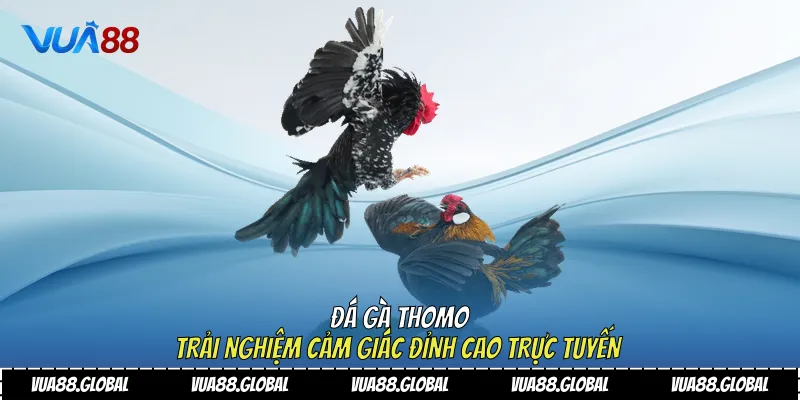 Đá gà Thomo