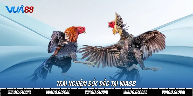 Trải nghiệm độc đáo tại VUA88